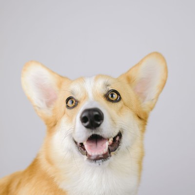 Photo of Miso The Corgi