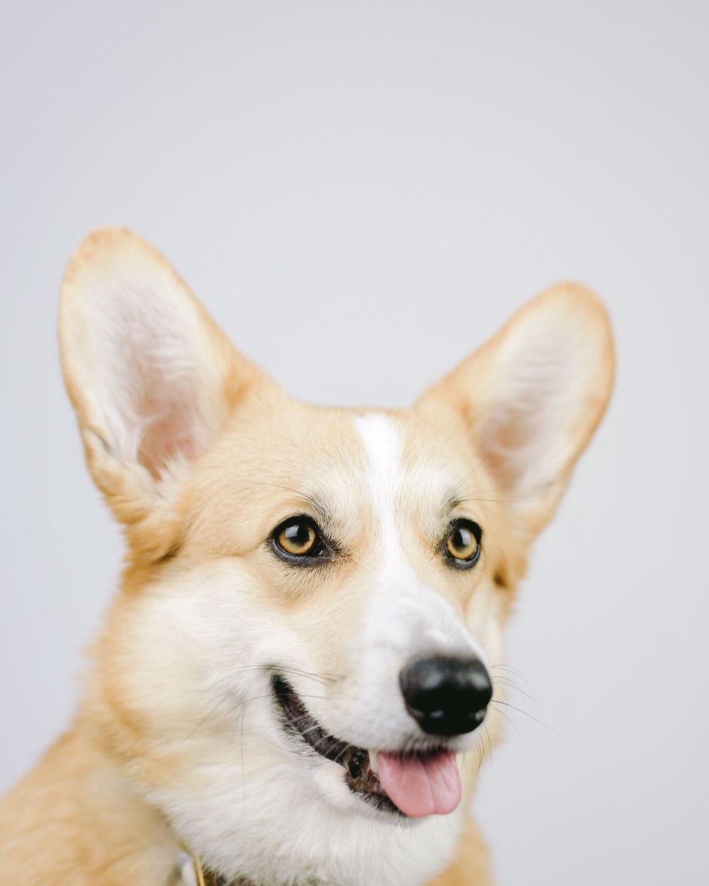   creator Miso The Corgi being photographed