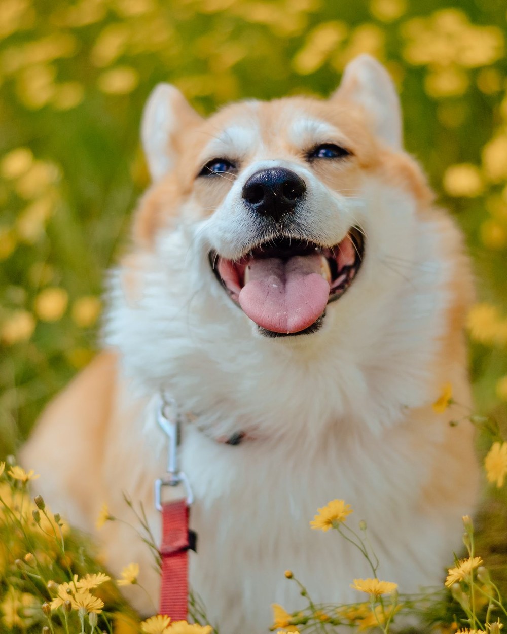 Photo of Miso The Corgi