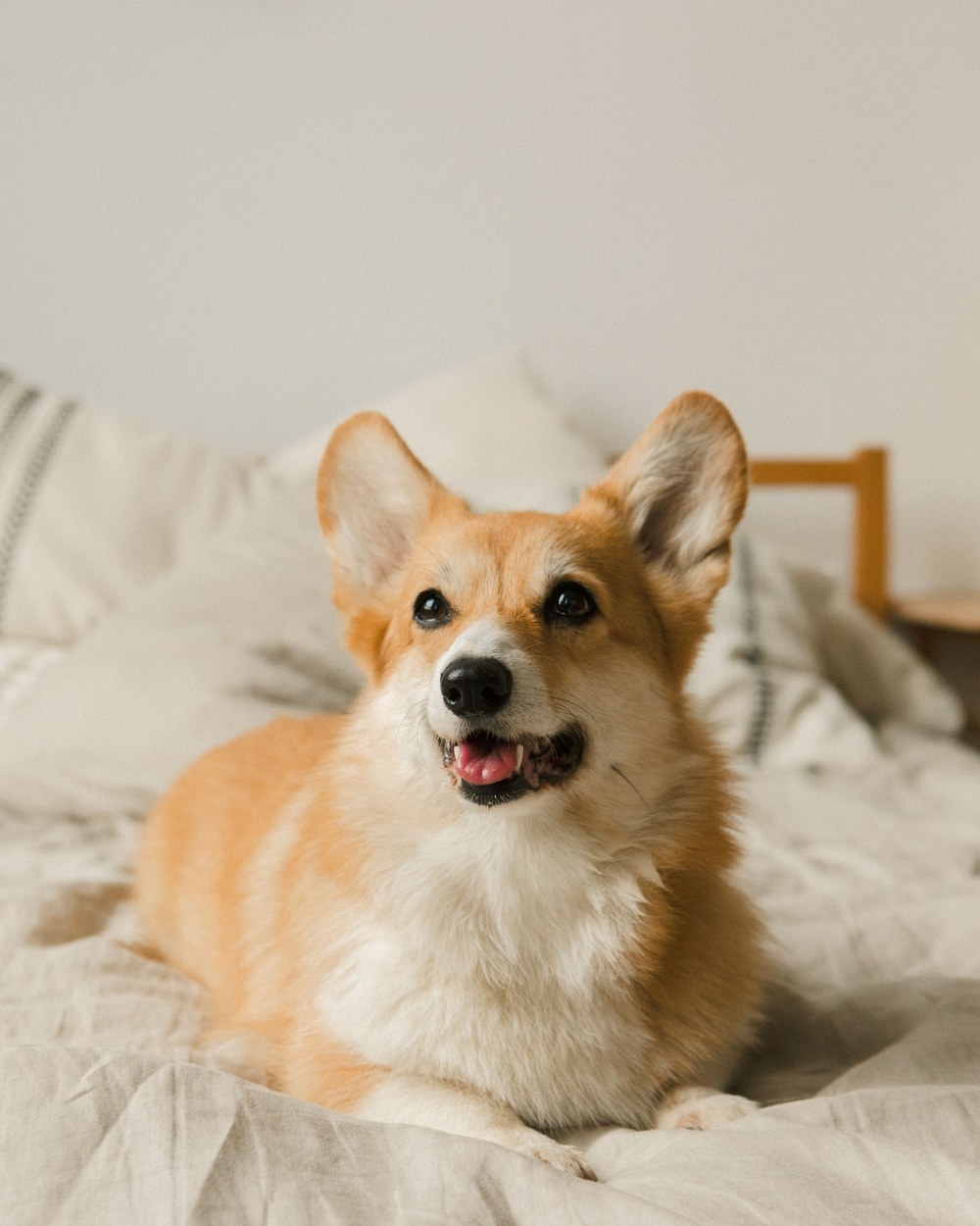 Photo of Miso The Corgi