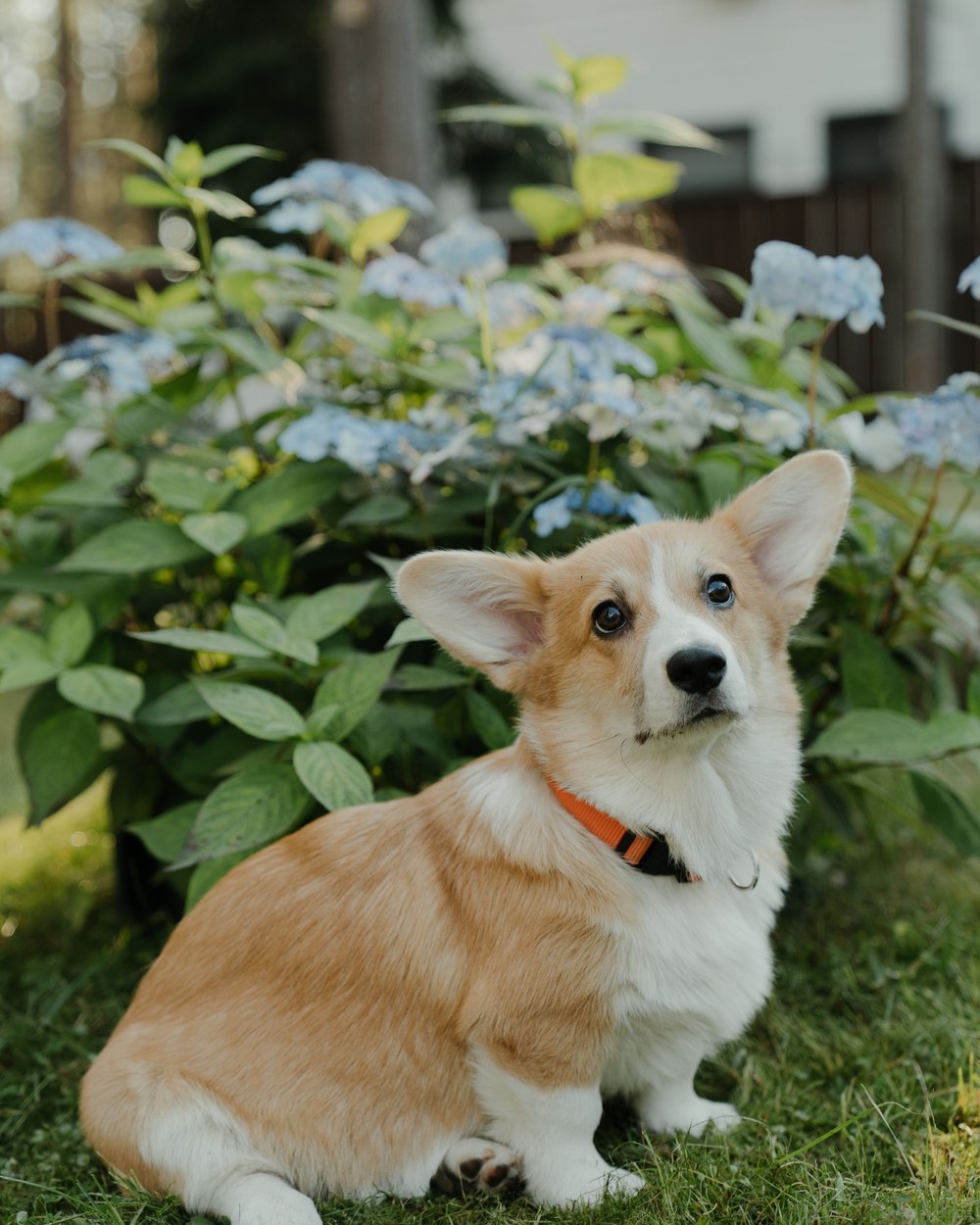 Photo of Miso The Corgi