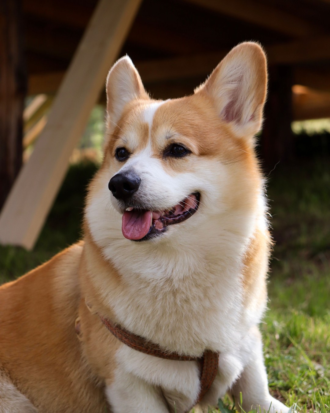 Miso the Corgi's portfolio content