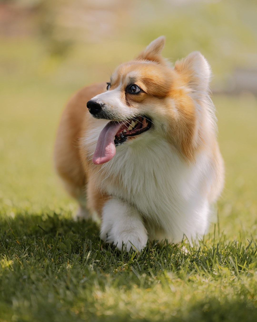 Miso the Corgi's portfolio content