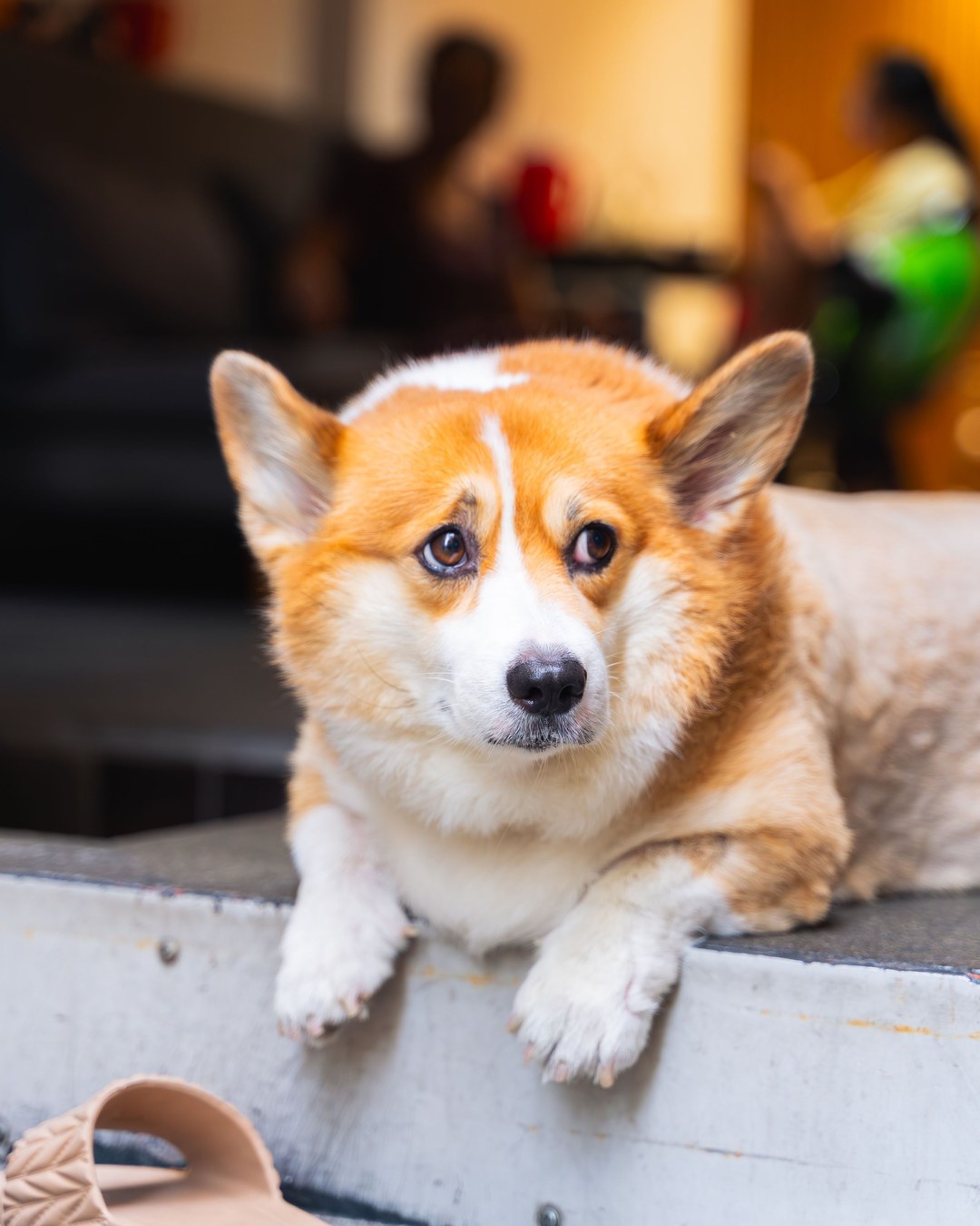 Miso the Corgi's portfolio content