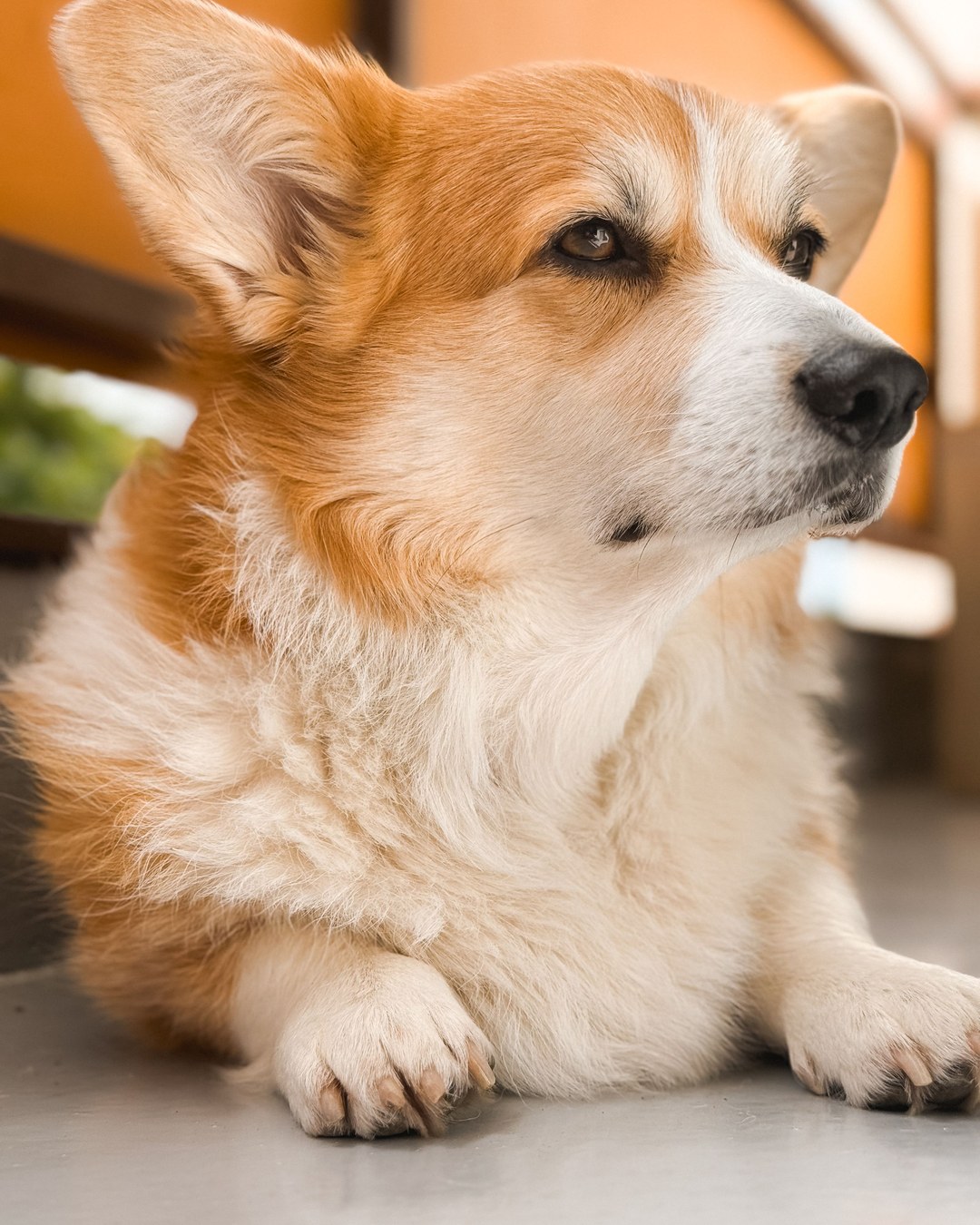 Miso the Corgi's portfolio content