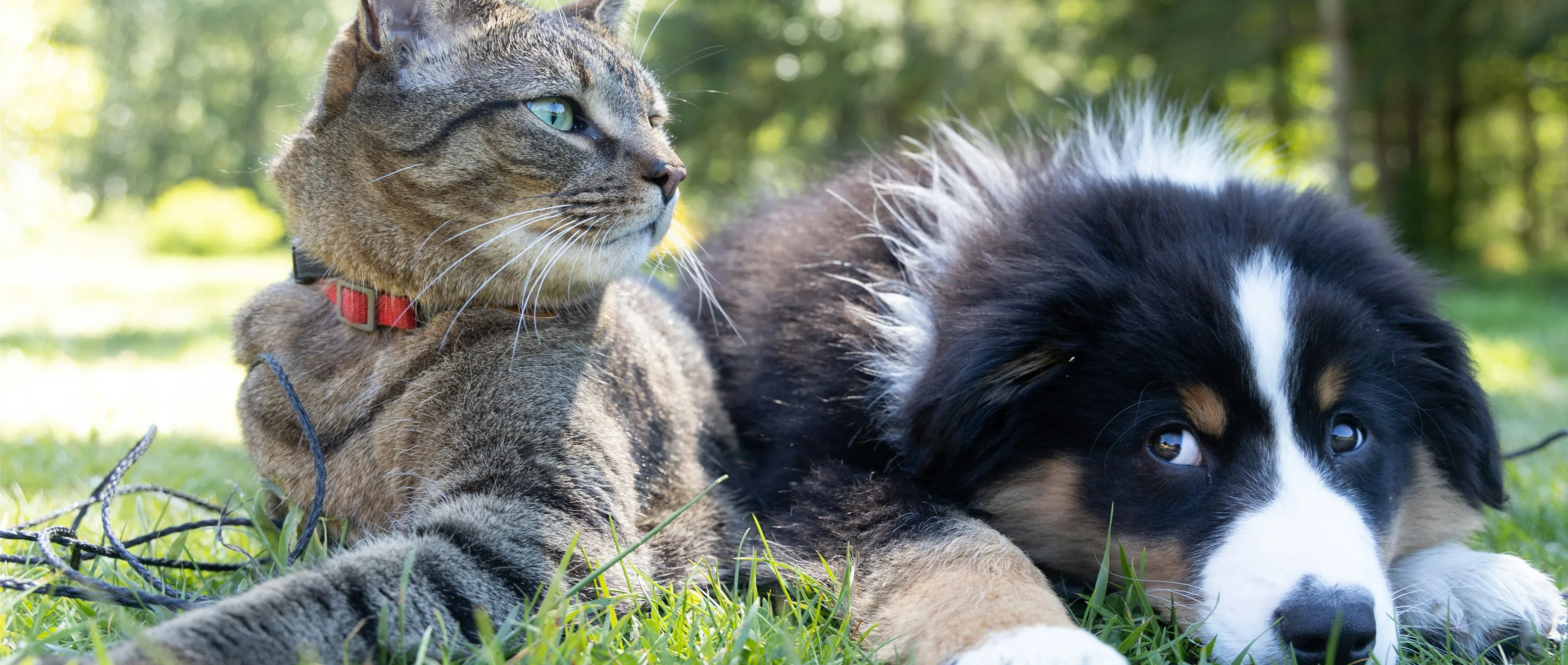 Pet Influencers