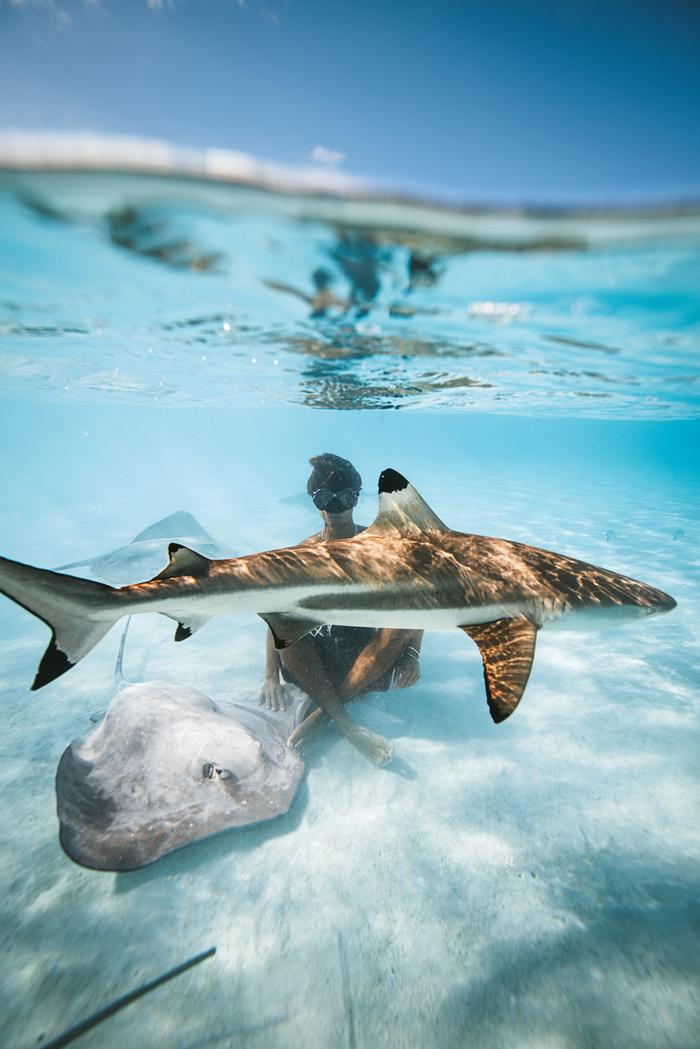 Felip Vives Vancells's portfolio content
